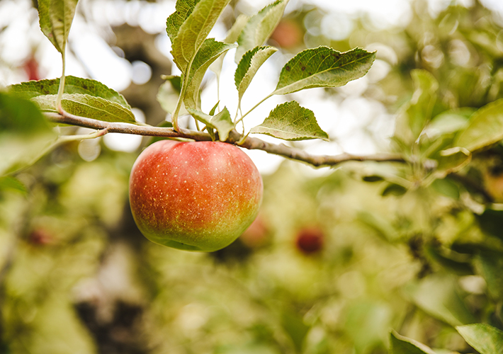 Foto Las manzanas que importa España generan unas emisiones de 10 millones de kg anuales de CO2.